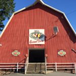 The animal barn at the Pumpkin Patch