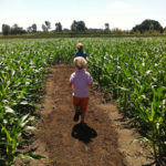 Portland maze short stalks