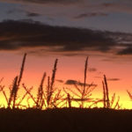 Sunsets at the Maze on Sauvie Island